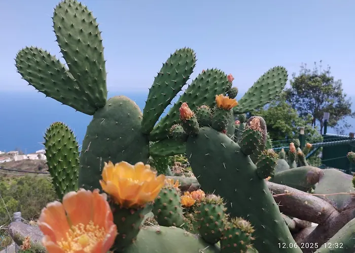 Casita Mariposa Azul